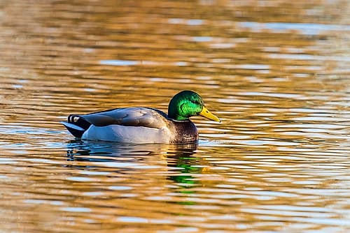 Mallard male in wetland-Clinton County-Illinois Art Print